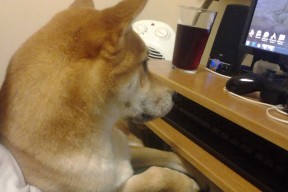 MILANSPORT下载-新加坡队在国际乒联混合团体世界杯赛场的关键时刻表现分析，新加坡乒乓球世锦赛