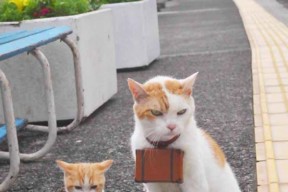 米兰体育APP-纽伦堡客场大胜前沿，引发球迷热议，纽伦堡足球俱乐部