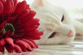 AC米兰-女子蛙泳滑行长度榜单公布，蛙泳女子世界纪录