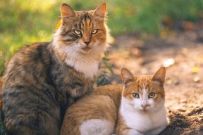 米兰登录入口-巴西青训体系持续升级，孕育出大量足球新星