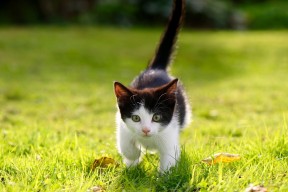 米兰体育-法甲春风得意：一场场精彩比赛不断上演，法甲 德甲