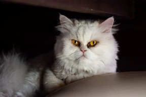 米兰登录入口-广东队三线协作战术执行力不断提升，广东队三线协作战术执行力不断提升吗