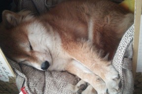 AC米兰-辽宁飞豹持续提升转移球速度打乱对手阵型，辽宁飞豹队员名单