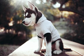 米兰体育官网-五大联赛穿插阵型策略对球员适配性挑战分析，五大联赛穿插阵型策略对球员适配性挑战分析的影响