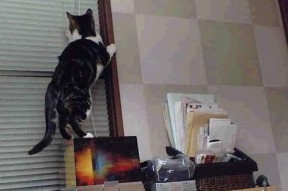 AC米兰-德甲榜首之争形势分析，德甲第一名