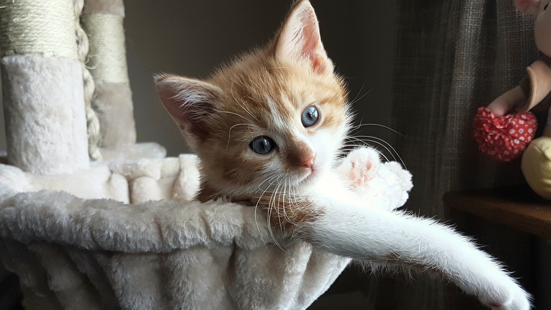 中国男篮打造高位联动激活外围投射，中国男篮外援