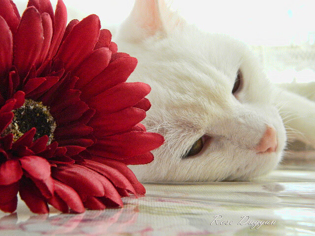 出发水下推进技术成为分水岭，水下推进方式