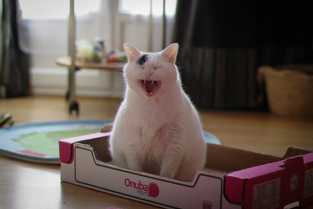 女子接力四人四风格惊艳泳池,四人接力赛如何安排出场