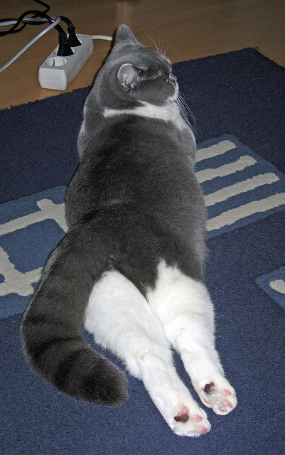 混合团体赛制引入乒乓球，赛场对抗更激烈，乒乓球混合团体最新赛制