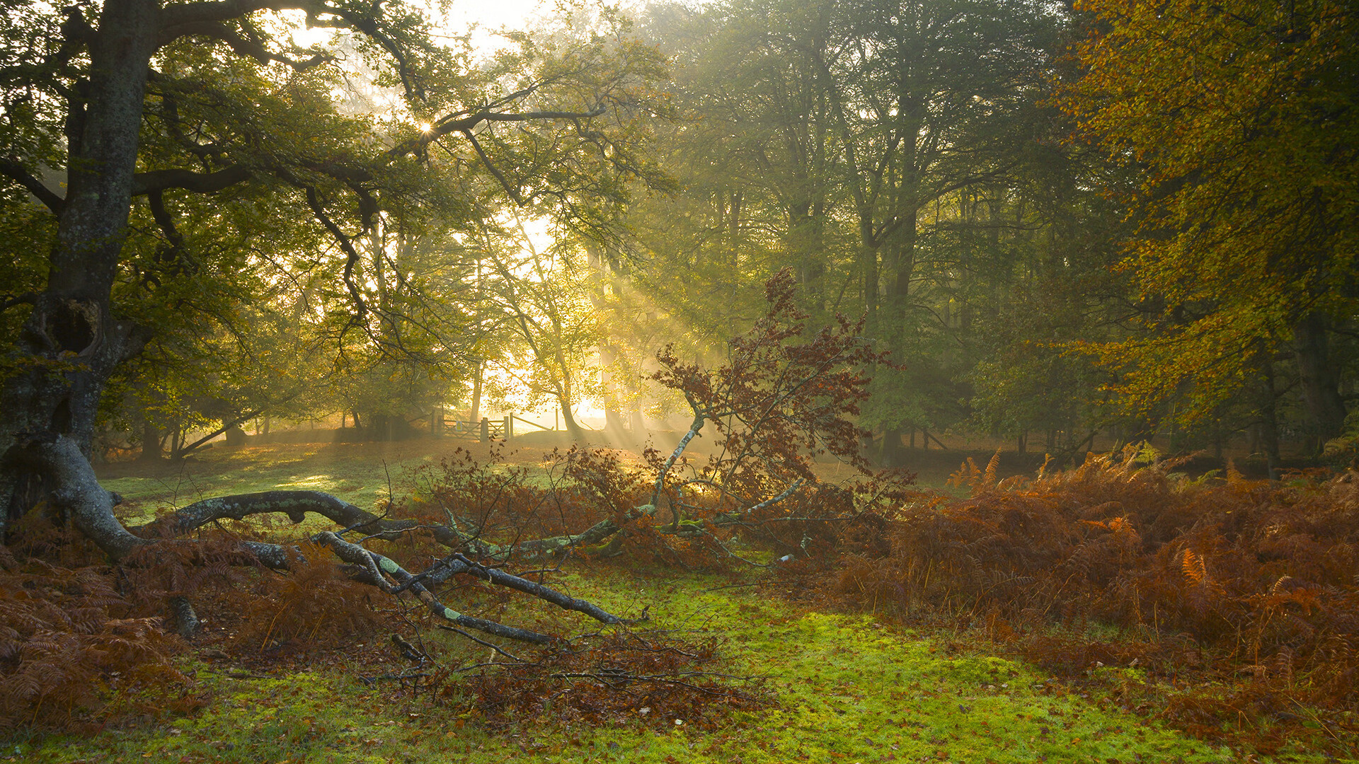 蒙彼利埃以体能优势拖垮对手节奏,蒙彼利埃球员名单