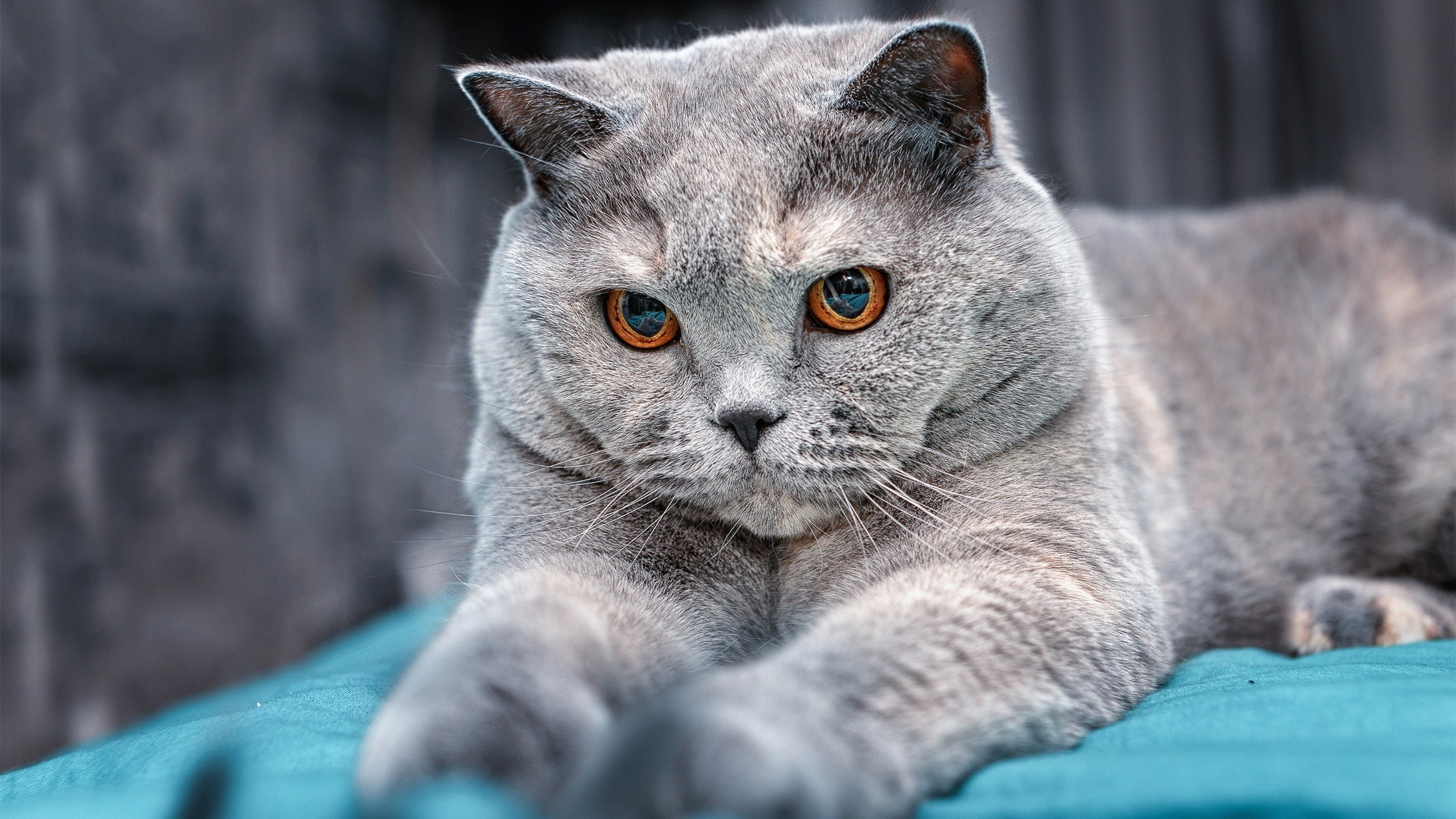 高节奏打法对球队投篮结构的影响，打篮球节奏感怎么练