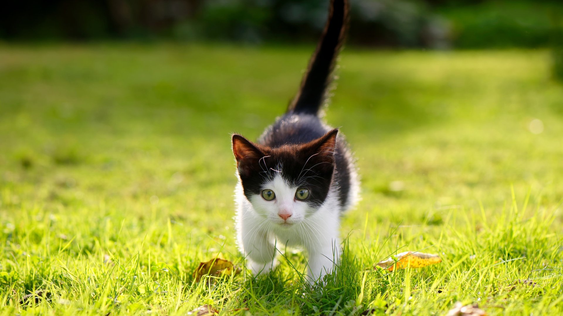 英超厉兵秣马:豪门球队最新引援盘点,英超落寞豪门