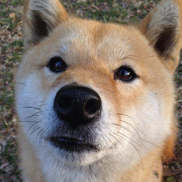 高校体能测试数据分析与训练处方智能生成系统,高校学生体测数据管理系统