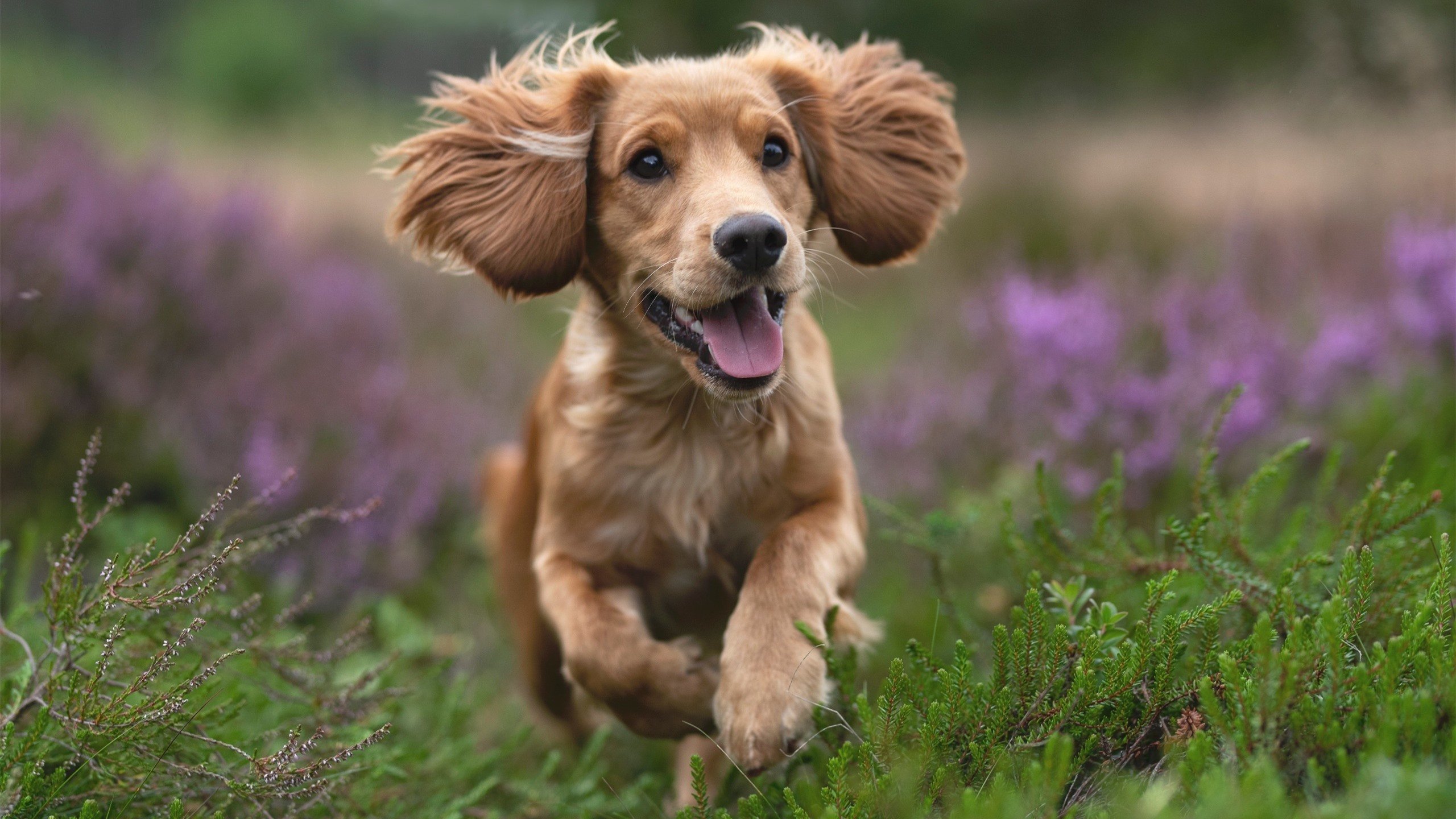 中超联赛重启媒体开放日推动联赛传播多样化，中超联赛何时开打