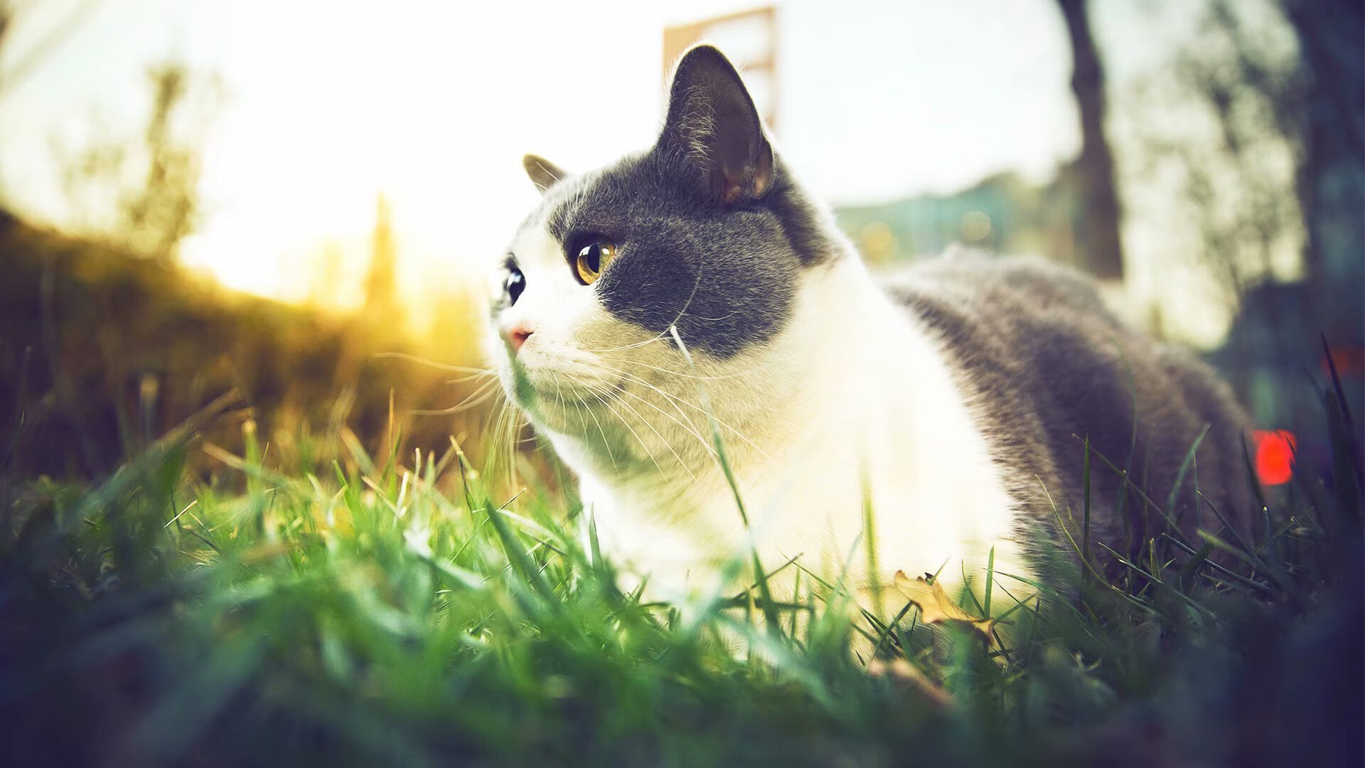 中国男篮年轻球员迎来大赛历练机会,中国男篮年轻一代