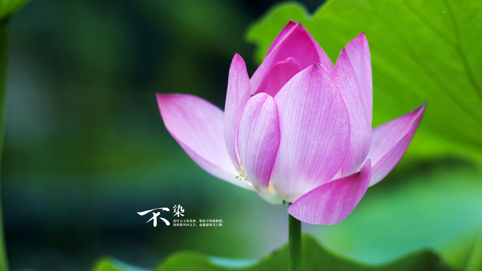 亚冠联赛中国队逆袭 球员精神面貌大增，亚冠中国队名单