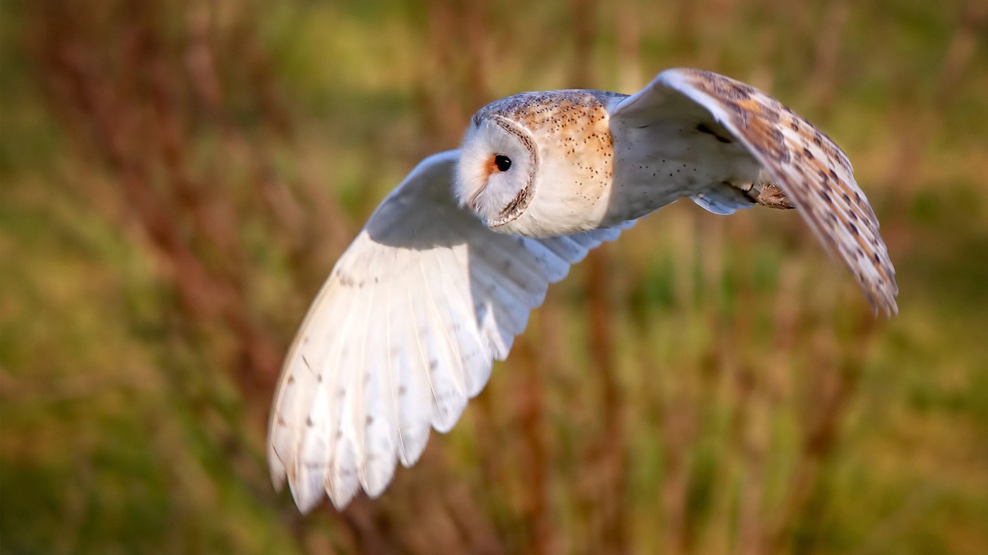 亚冠联赛中国队逆袭 球员精神面貌大增，亚冠中国队名单