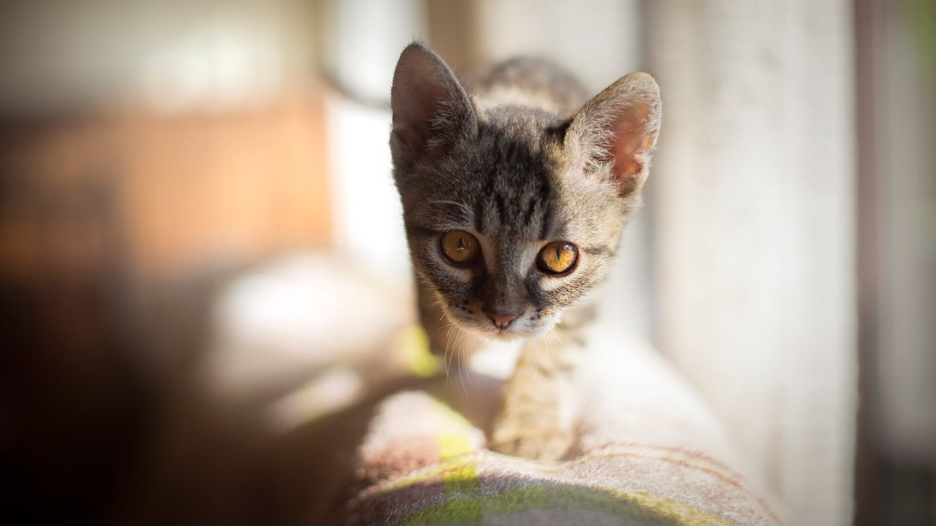 德甲决战时刻：攻守瞬间决胜千里！，德甲比赛集锦