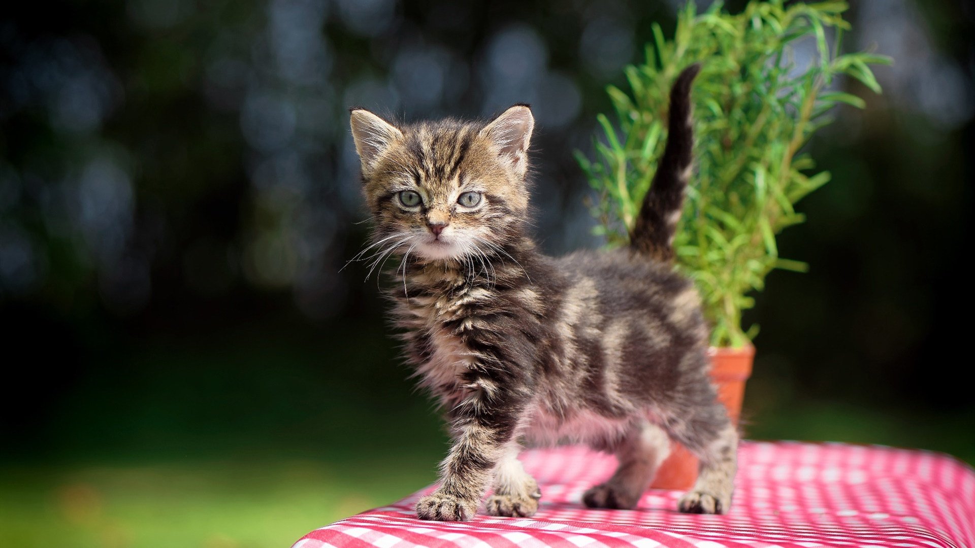 新闻中心公布体育经济论坛年度会议议题摘要,体育产业高峰论坛