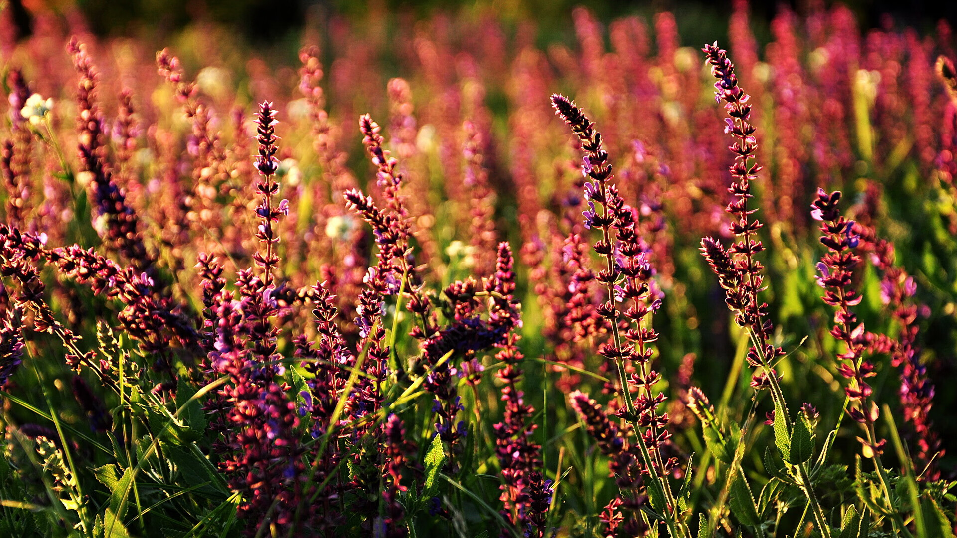 比利时男篮在欧洲预赛中坚持攻坚，冲击奥运奖牌，比利时男篮世界排名