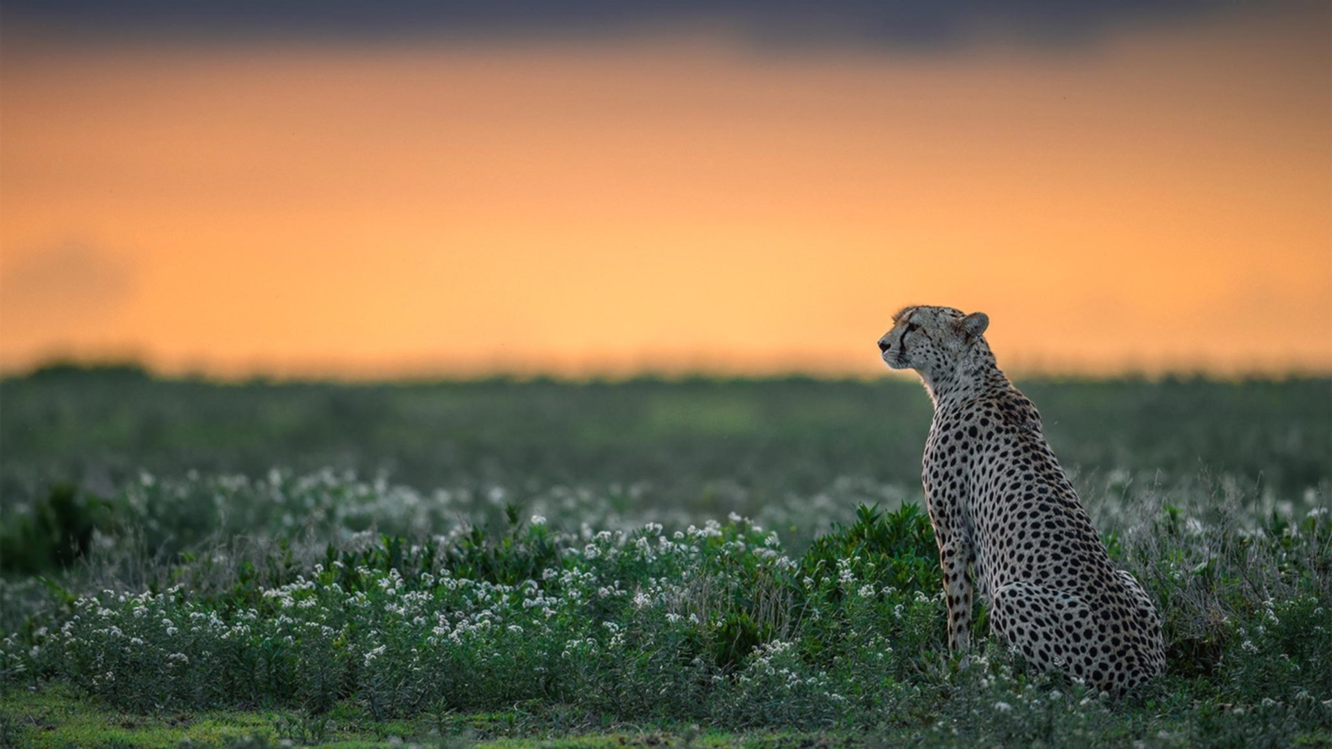 纽伦堡客场大胜前沿,引发球迷热议,纽伦堡足球俱乐部