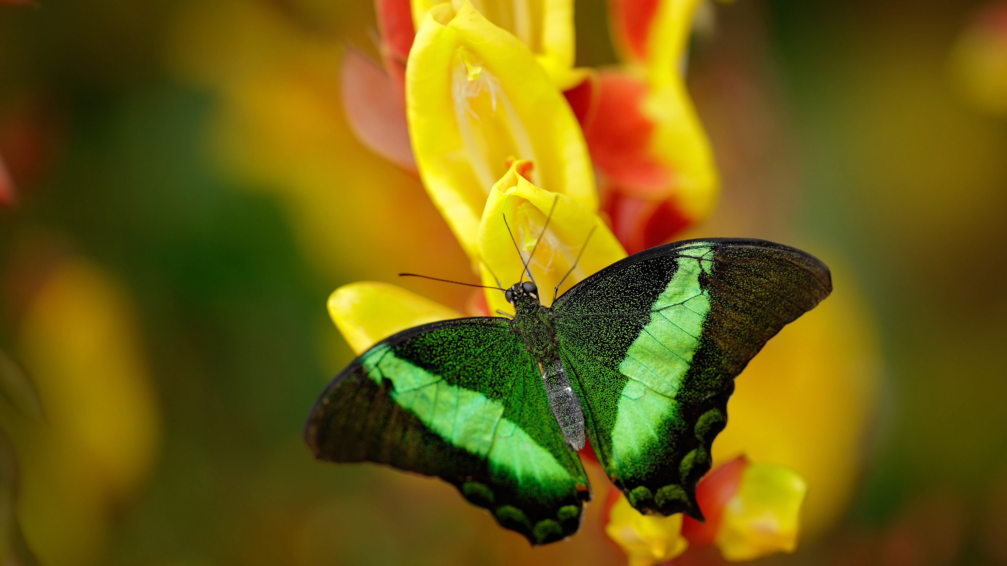 自由搏击赛事规模扩大竞技水平提升,自由搏击职业联赛