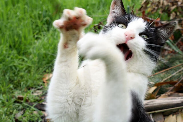 自由泳中美争首 澳洲发挥平稳，自由泳奥运比赛视频