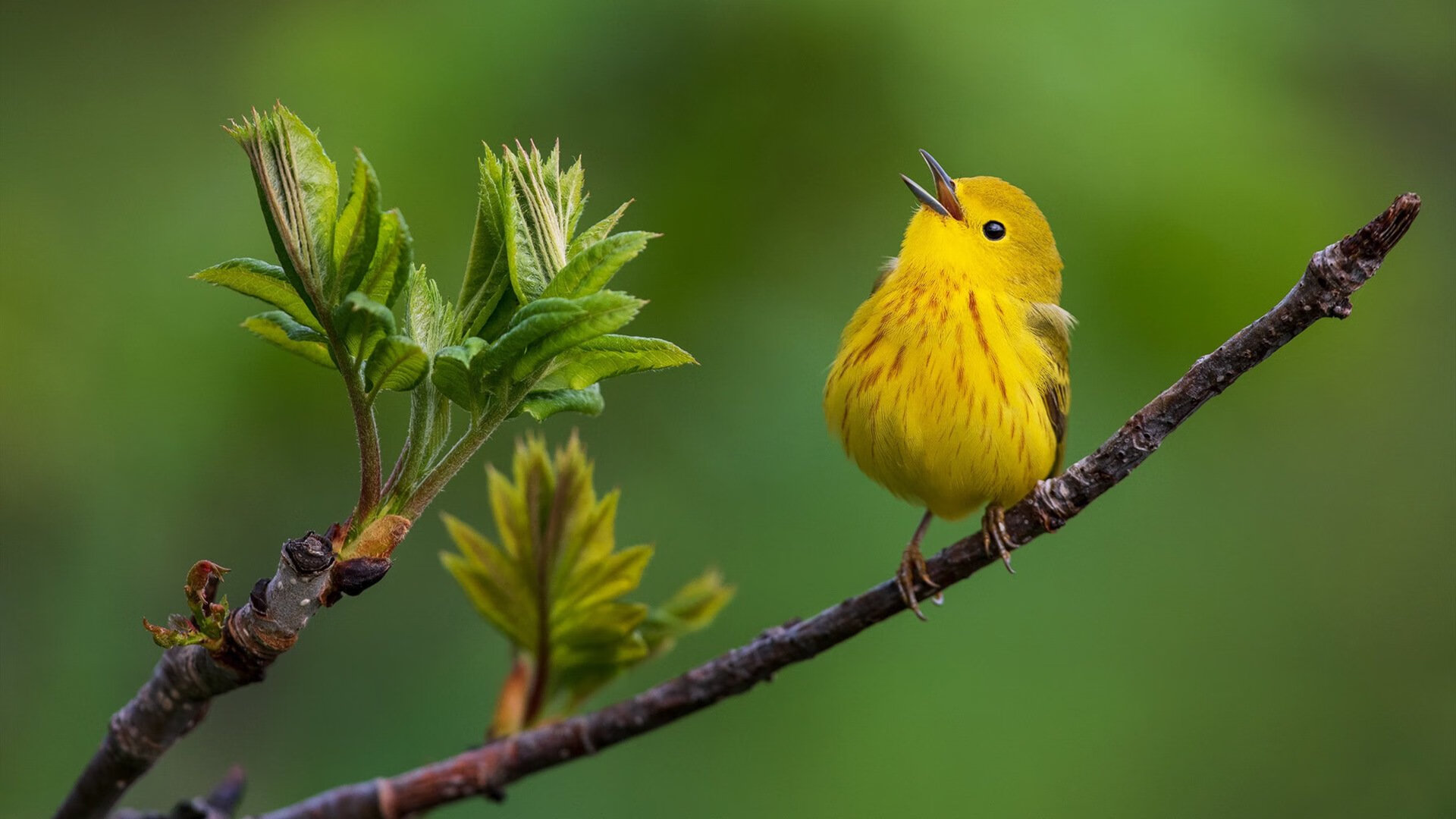 足球赛场临场指挥决定战局走向,足球临场指挥方案