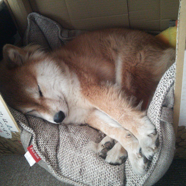 辽宁飞豹持续提升转移球速度打乱对手阵型,辽宁飞豹队员名单